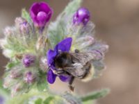 Bombus ruderarius NV grandungen, Toarp, Malmö, Skåne, Sweden 20230726_0043