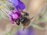 Bombus ruderarius NV grandungen, Toarp, Malmö, Skåne, Sweden 20230726_0047