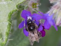 Bombus ruderarius NV grandungen, Toarp, Malmö, Skåne, Sweden 20230726_0093