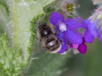 Bombus ruderarius NV grandungen, Toarp, Malmö, Skåne, Sweden 20230726_0094