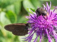 Bombus ruderarius et Aphantopus hyperantus Borrebacke, Malmö, Skåne, Sweden 20160712_0016