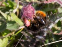 Bombus ruderarius female Lyngsjö äng, Kristianstad, Skåne, Sweden 20160508_0015