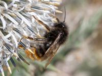 Bombus rupestris Kroksbäcksparken, Malmö, Skåne, Sweden 20220728_0112