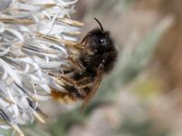 Bombus rupestris Kroksbäcksparken, Malmö, Skåne, Sweden 20220728_0114