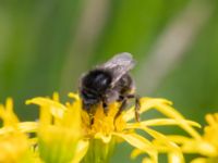 Bombus rupestris NV grandungen, Toarp, Malmö, Skåne, Sweden 20230726_0145