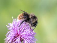 Bombus rupestris NV grandungen, Toarp, Malmö, Skåne, Sweden 20230726_0150