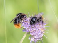 Bombus rupestris et Bombus lapidarius St pauli södra kyrkogård, Malmö, Skåne, Sweden 20230721_0087