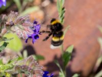 Bombus soroeensis Sege station, Burlöv, Skåne, Sweden 20160601_0021