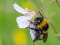 Bombus soroeensis Vitberget, Älvsbyn, Norrbotten, Sweden 20150711_0609