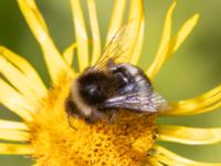 Bombus sp. Höjden, Klagshamns udde, Malmö, Skåne, Sweden 20240703_0055