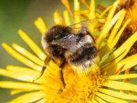 Bombus sp. Höjden, Klagshamns udde, Malmö, Skåne, Sweden 20240703_0056