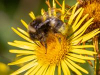 Bombus sp. Höjden, Klagshamns udde, Malmö, Skåne, Sweden 20240703_0057