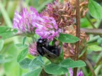 Bombus subterraneus Djungelparken, Bunkeflostrand, Malmö, Skåne, Sweden 20220718_0262