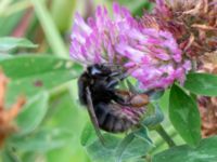 Bombus subterraneus Djungelparken, Bunkeflostrand, Malmö, Skåne, Sweden 20220718_0263