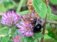 Bombus subterraneus Djungelparken, Bunkeflostrand, Malmö, Skåne, Sweden 20220718_0265