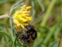 Bombus subterraneus Tvedöra grustag, Lund, Skåne, Sweden 20120609C 350