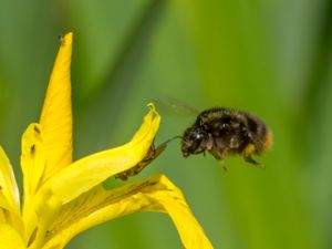 Bombus sylvarum - Shrill Carder Bee - Haghumla