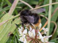 Bombus sylvarum Husie mosse, Malmö, Skåne, Sweden 20150719_0061