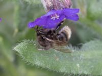 Bombus sylvarum NV grandungen, Toarp, Malmö, Skåne, Sweden 20230726_0084