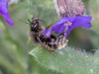 Bombus sylvarum NV grandungen, Toarp, Malmö, Skåne, Sweden 20230726_0086