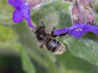 Bombus sylvarum NV grandungen, Toarp, Malmö, Skåne, Sweden 20230726_0087