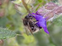 Bombus sylvarum NV grandungen, Toarp, Malmö, Skåne, Sweden 20230726_0089