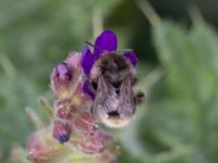 Bombus sylvarum NV grandungen, Toarp, Malmö, Skåne, Sweden 20230726_0091