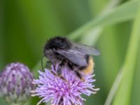 Bombus sylvarum NV grandungen, Toarp, Malmö, Skåne, Sweden 20230726_0118