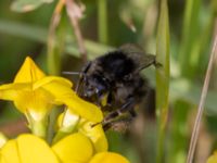 Bombus sylvarum Paddreservatet, Norra hamnen, Malmö, Skåne, Sweden 20230812_0028