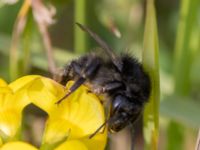 Bombus sylvarum Paddreservatet, Norra hamnen, Malmö, Skåne, Sweden 20230812_0029