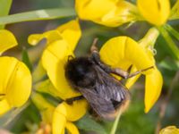 Bombus sylvarum Paddreservatet, Norra hamnen, Malmö, Skåne, Sweden 20230812_0031