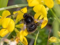 Bombus sylvarum Paddreservatet, Norra hamnen, Malmö, Skåne, Sweden 20230812_0032