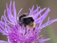 Bombus sylvarum Vanningen, Vellinge, Skåne, Sweden 20230817_0054