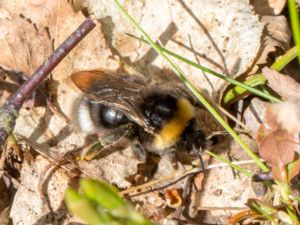 Bombus sylvestris - Forest Cuckoo Bumblebee - Ängssnylthumla