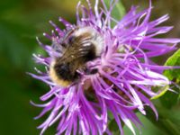 Bombus sylvestris Skäralid, Klippan, Skåne, Sweden 20140711_0032