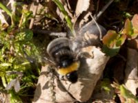 Bombus sylvestris female Holmeja, Svedala, Skåne, Sweden 20150502_0063