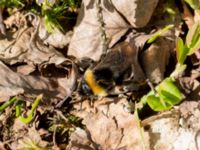 Bombus sylvestris female Holmeja, Svedala, Skåne, Sweden 20150502_0065