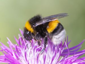 Bombus terrestris - Buff-tailed Bumblebee Mörk jordhumla