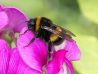 Bombus terrestris Klagshamns IP, Malmö, Skåne, Sweden 20230721_0005