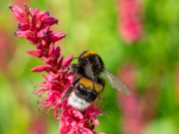 Bombus terrestris Lilla dammen, Pildammsparken, Malmö, Skåne, Sweden 20240717_0030