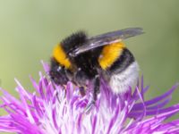 Bombus terrestris Luftkastellet, Lernacken, Malmö, Skåne, Sweden 20240720_0040