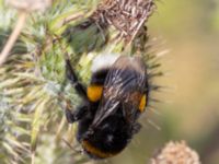 Bombus terrestris Utfyllnaden Oljesjön, Norra hamnen, Malmö, Skåne, Sweden 20230730_0139