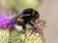 Bombus terrestris Utfyllnaden Oljesjön, Norra hamnen, Malmö, Skåne, Sweden 20230730_0141