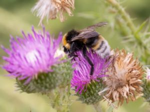 Bombus vestalis - Vestal Cuckoo Bee - Sydsnylthumla