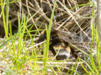 Bombus vestalis Björkadammen, Malmö, Skåne, Sweden 20160510B_0065