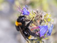 Bombus vestalis Luftkastellet, Lernacken, Malmö, Skåne, Sweden 20240720_0103