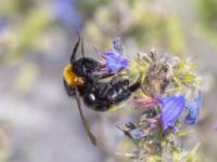 Bombus vestalis Luftkastellet, Lernacken, Malmö, Skåne, Sweden 20240720_0104