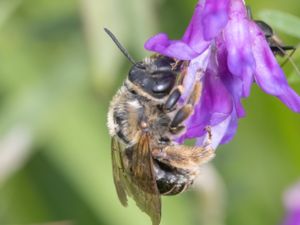 Eucera longicornis - Långhornsbi