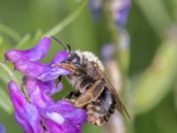 Eucera longicornis Lilla kalkbrottet, Klagshamns udde, Malmö, Skåne, Sweden 20240723_0008