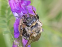 Eucera longicornis Lilla kalkbrottet, Klagshamns udde, Malmö, Skåne, Sweden 20240723_0011